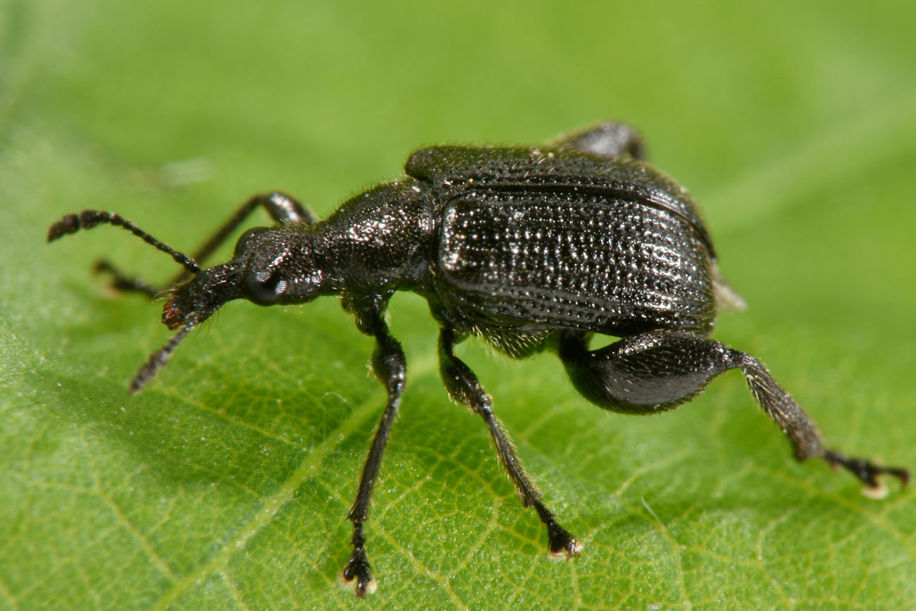 Rhynchitidae 
